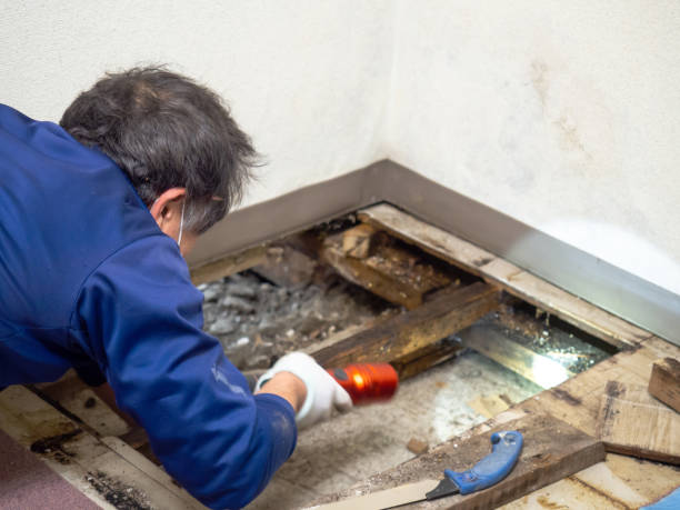 Best Local Mold Removal Service  in Haiku Pauwela, HI