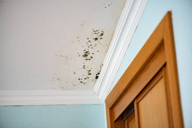Best Residential Mold Removal  in Haiku Pauwela, HI