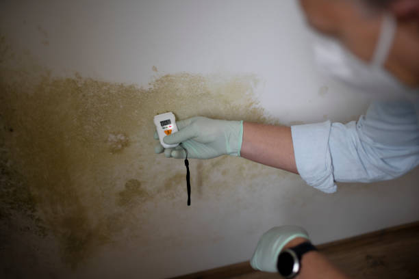 Best Mold Removal Process  in Haiku Pauwela, HI