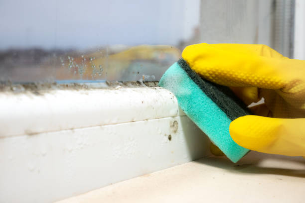 Best Toxic Mold Removal  in Haiku Pauwela, HI