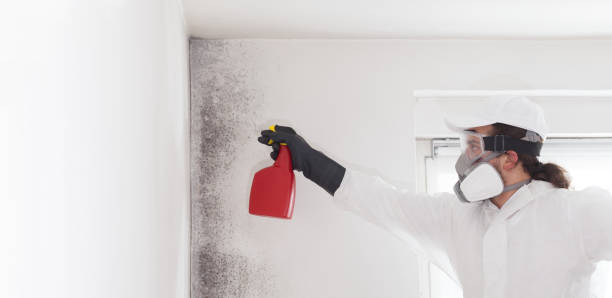 Best Crawl Space Mold Removal  in Haiku Pauwela, HI