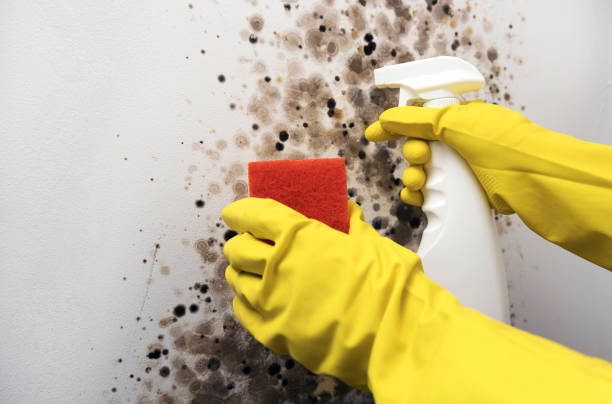 Mold Removal Process in Haiku Pauwela, HI
