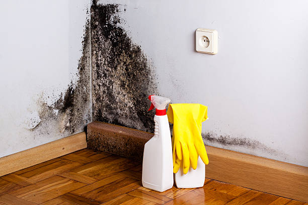 Best Mold Damage Repair  in Haiku Pauwela, HI
