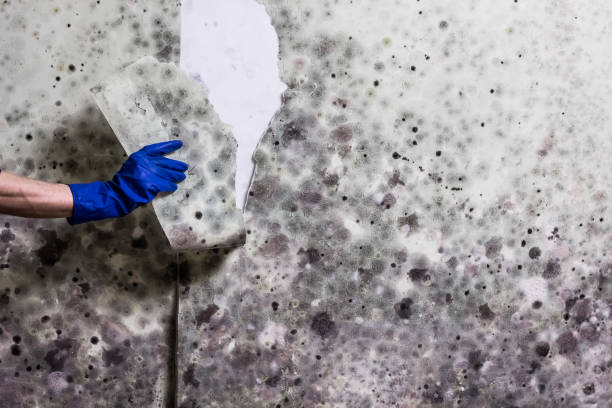 Certified Mold Removal in Haiku Pauwela, HI